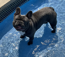 Gray French bulldog standing in shallow water